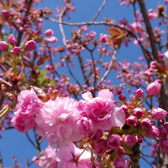 Japanische Blütenkirsche: Pflanze im Habitat Strasse/Verkehr in der NatureSpots App