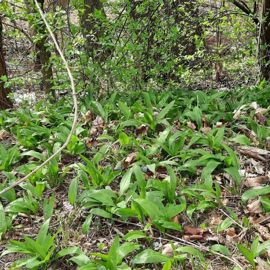 Bärlauch: Pflanze in der Natur in der NatureSpots App