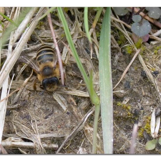 Gemeine Sandbiene: Tier im Habitat Ackerrandstreifen in der NatureSpots App