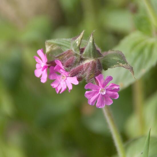 Landschaft: Stadt und Garten im Habitat Hinterhof in der NatureSpots App