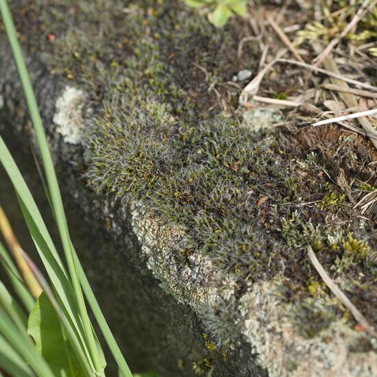 Grimmia pulvinata: Plant in habitat Road or Transportation in the NatureSpots App