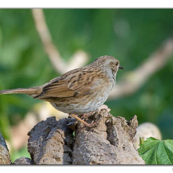 Dunnock: Animal in habitat Backyard in the NatureSpots App