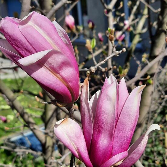 Magnolia: Plant in nature in the NatureSpots App