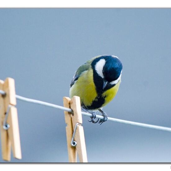 Great Tit: Animal in habitat Garden in the NatureSpots App