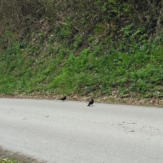 Amsel: Tier im Habitat Strasse/Verkehr in der NatureSpots App