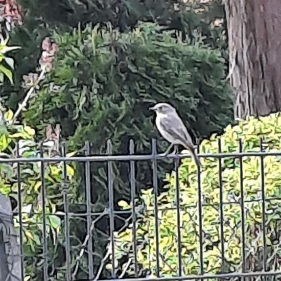 Black Redstart: Animal in nature in the NatureSpots App