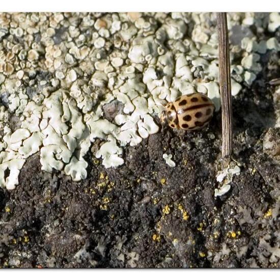 Scathophaga stercoraria: Animal in habitat Road or Transportation in the NatureSpots App