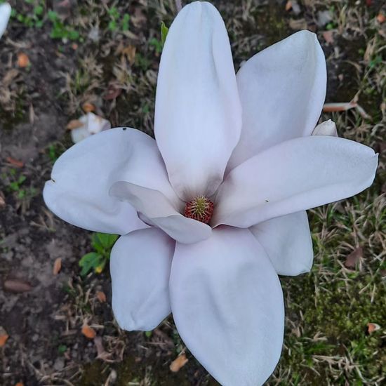 Magnolia: Plant in habitat City and Urban in the NatureSpots App