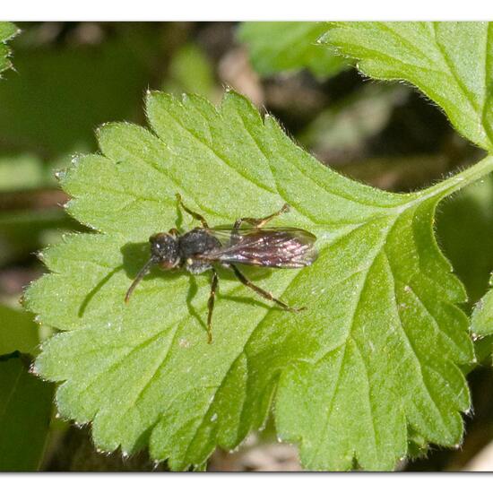 Nomada ferruginata: Tier in der Natur in der NatureSpots App