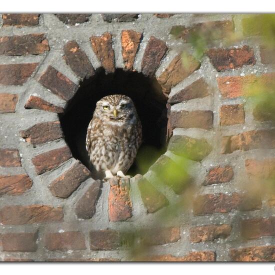 Steinkauz: Tier im Habitat Garten in der NatureSpots App