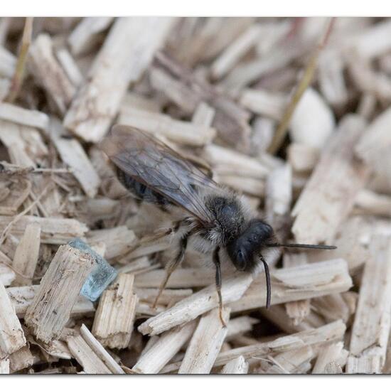 Andrena vaga: Animal in nature in the NatureSpots App
