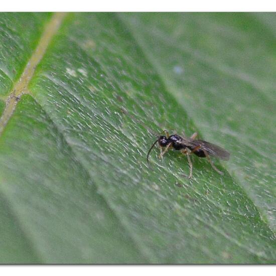 Torymidae: Tier im Habitat Grasland und Büsche in der NatureSpots App