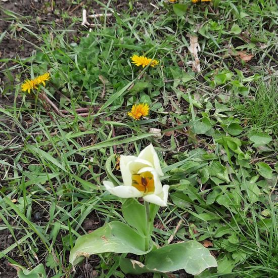 Tulipa: Plant in nature in the NatureSpots App