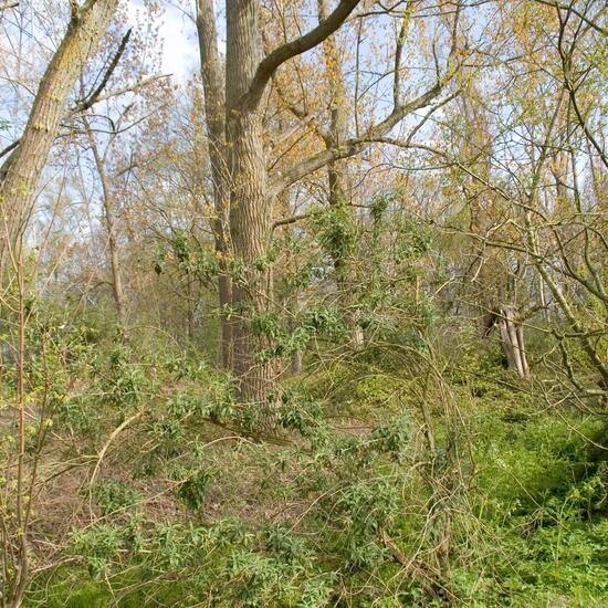 Landschaft: Grasland und Büsche im Habitat Halb-natürliches Grasland in der NatureSpots App