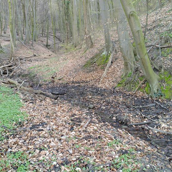 Landschaft: Süßwasser im Habitat Bach in der NatureSpots App