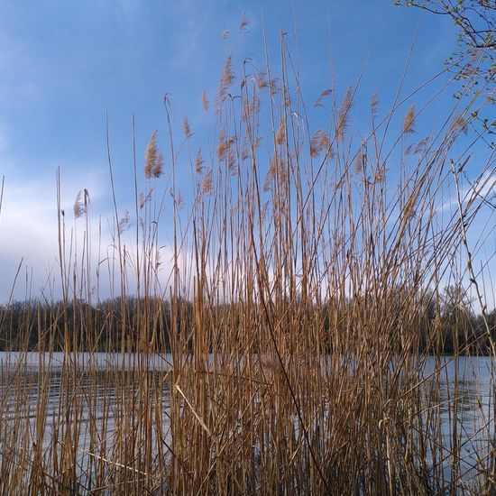 Landschaft: Süßwasser im Habitat Anderes Süsswasserhabitat in der NatureSpots App