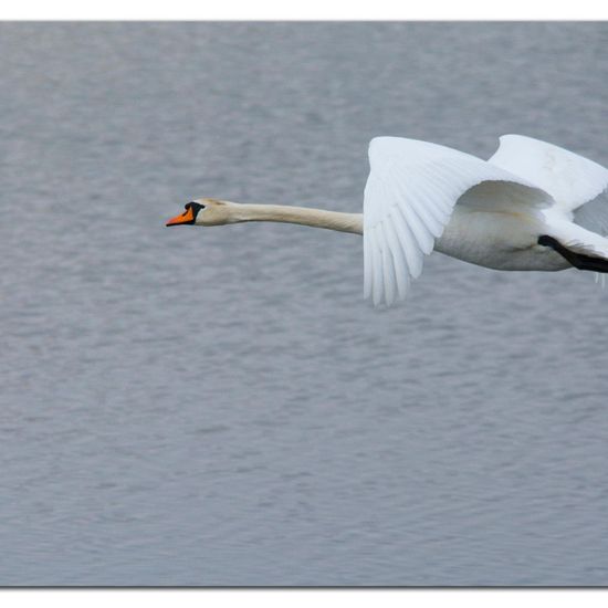 Höckerschwan: Tier im Habitat Teich in der NatureSpots App