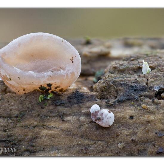 Neobulgaria pura: Mushroom in habitat Boreal forest in the NatureSpots App