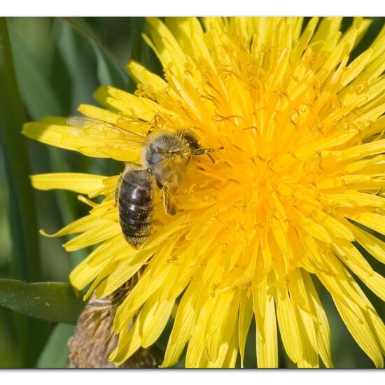 Westliche Honigbiene: Tier im Habitat Landwirtschaftliche Wiese in der NatureSpots App