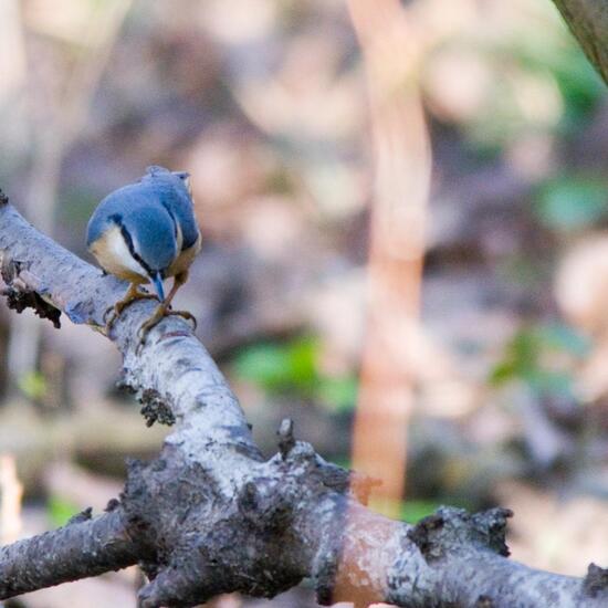 Kleiber: Tier im Habitat Hinterhof in der NatureSpots App