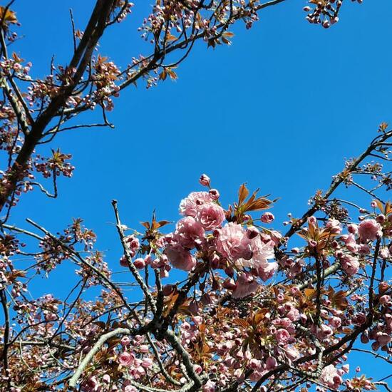 Japanische Blütenkirsche: Pflanze im Habitat Stadt und Garten in der NatureSpots App