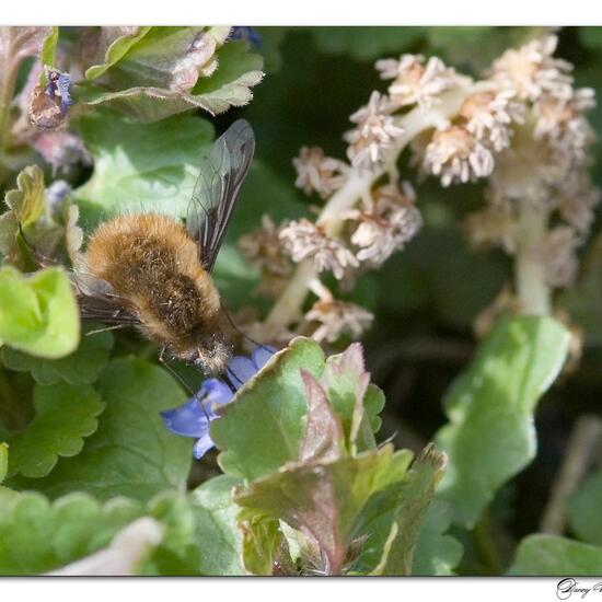 Bombylius major: Animal in habitat Garden in the NatureSpots App