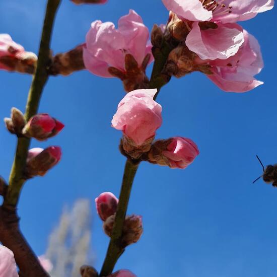 Westliche Honigbiene: Tier in der Natur in der NatureSpots App