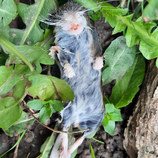 Hausspitzmaus: Tier im Habitat Stadt und Garten in der NatureSpots App