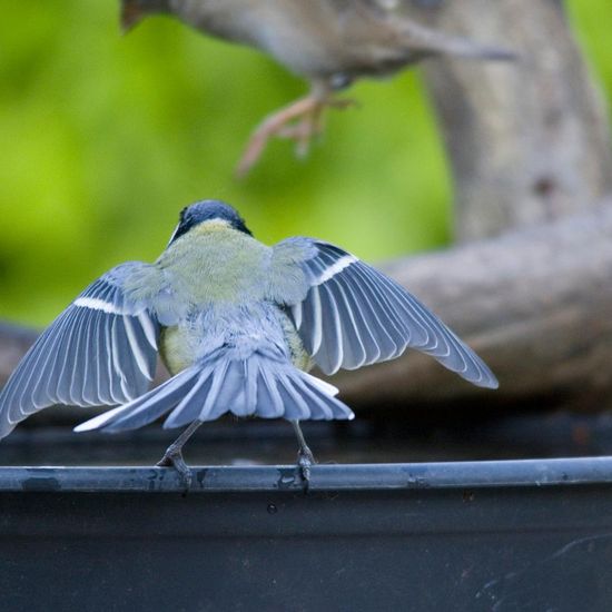 Kohlmeise: Tier in der Natur in der NatureSpots App