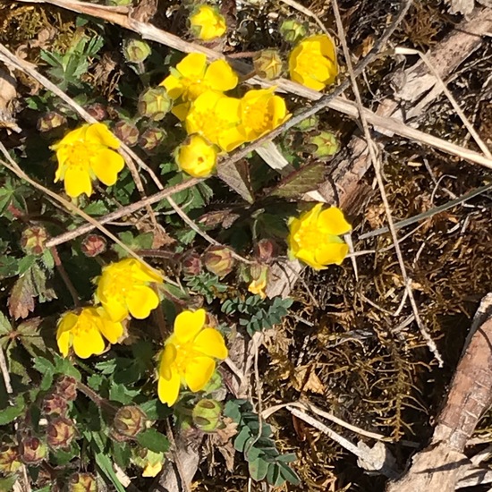 Potentilla verna: Pflanze im Habitat Bergwiese in der NatureSpots App