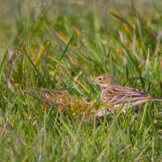 Meadow Pipit: Animal in habitat Agricultural meadow in the NatureSpots App