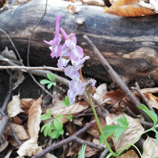 Hohler Lerchensporn: Pflanze im Habitat Wald der gemäßigten Breiten in der NatureSpots App