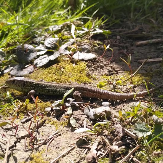 Zauneidechse: Tier im Habitat Garten in der NatureSpots App