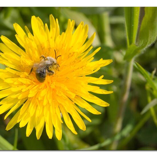 Weiden-Sandbiene: Tier in der Natur in der NatureSpots App