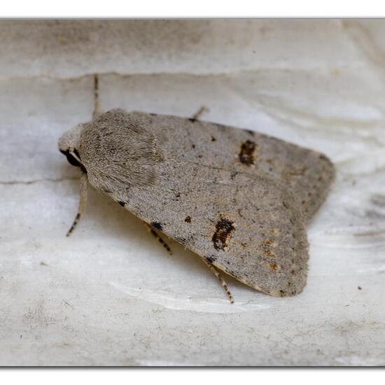 Caradrina kadenii: Tier im Habitat Garten in der NatureSpots App