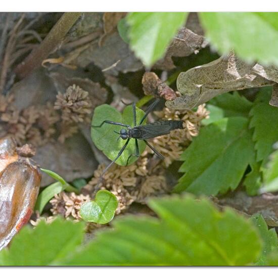 Penthetria funebris: Tier im Habitat Grasland und Büsche in der NatureSpots App