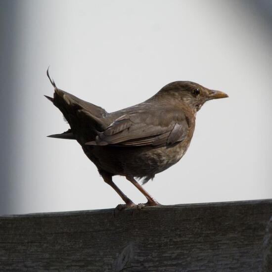 Common Blackbird: Animal in habitat Garden in the NatureSpots App