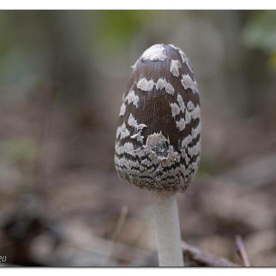 Specht-Tintling: Pilz in der Natur in der NatureSpots App