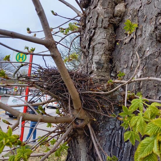 Eine unbekannte Art: Tier im Habitat Strasse/Verkehr in der NatureSpots App