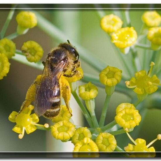 Halictus tumulorum: Animal in habitat Garden in the NatureSpots App