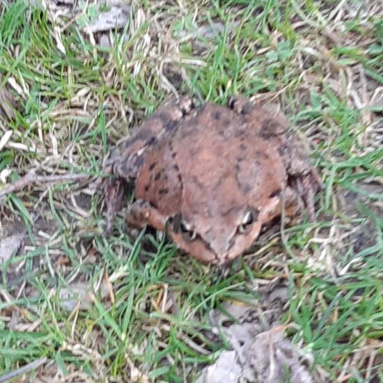 Grasfrosch: Tier im Habitat Teich in der NatureSpots App