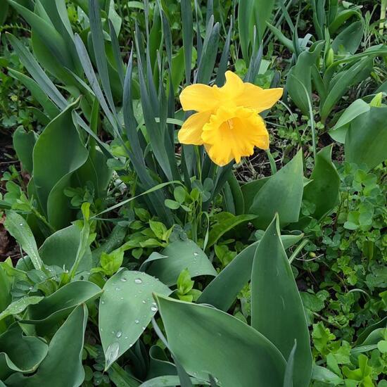 Narcissus pseudonarcissus: Plant in nature in the NatureSpots App