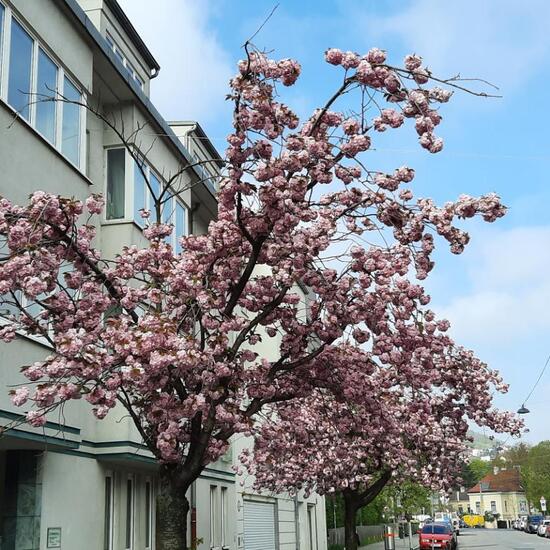 Prunus serrulata: Plant in nature in the NatureSpots App