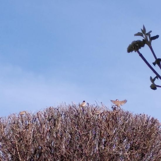 Feldsperling: Tier im Habitat Garten in der NatureSpots App