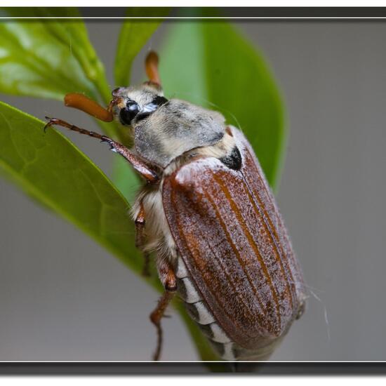 Feldmaikäfer: Tier im Habitat Garten in der NatureSpots App