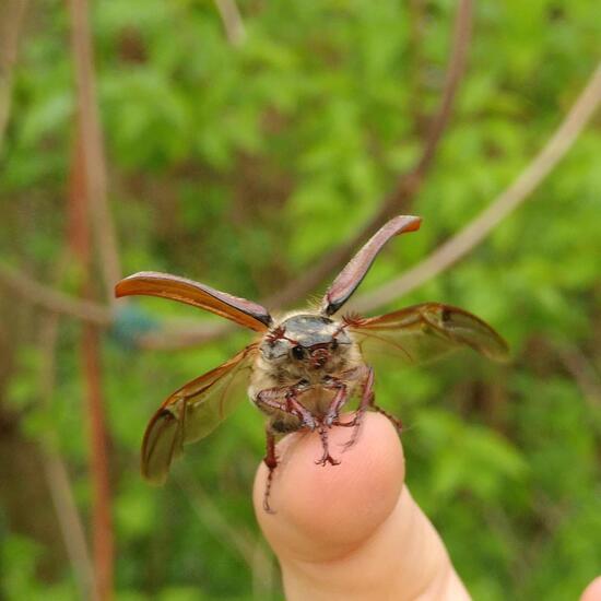 Feldmaikäfer: Tier im Habitat Garten in der NatureSpots App