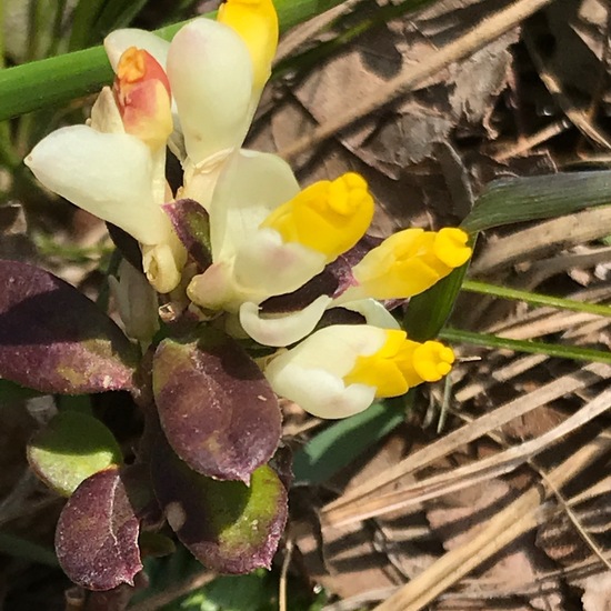 Polygala chamaebuxus: Pflanze im Habitat Felsgebiet in der NatureSpots App