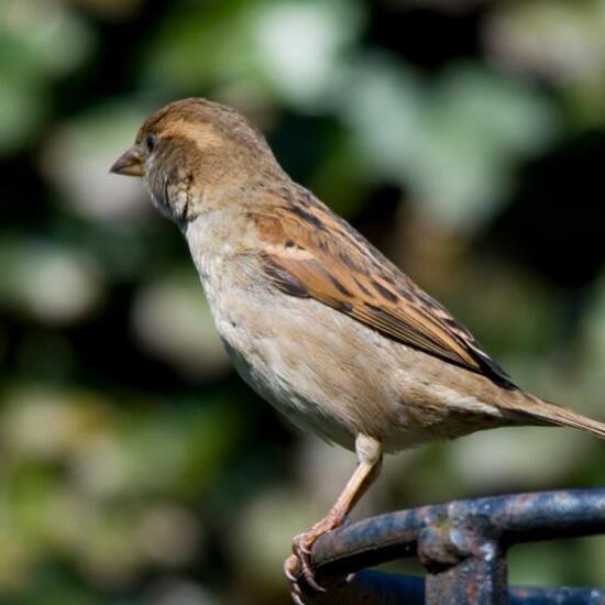 Haussperling: Tier im Habitat Garten in der NatureSpots App