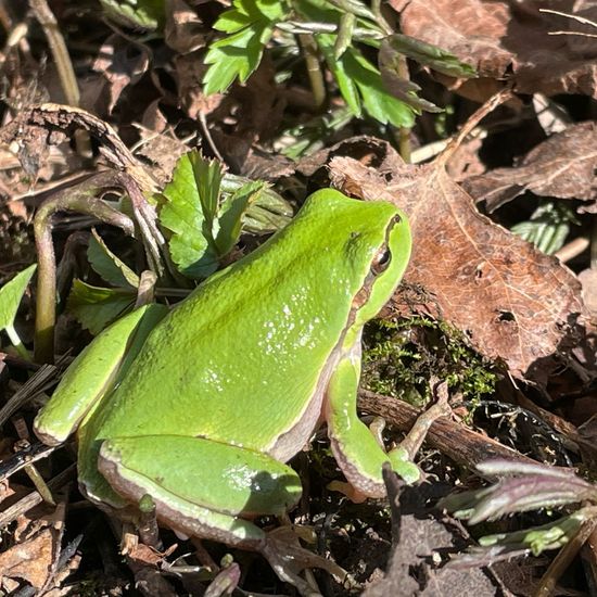 European tree frog: Animal in habitat Shrubland in the NatureSpots App