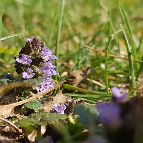 Gundermann: Pflanze im Habitat Park in der NatureSpots App